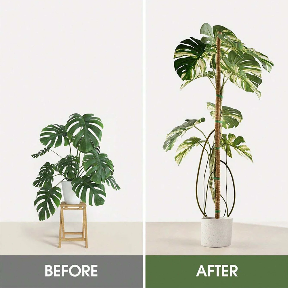 Monstera Plant Mospaal Onderst - Indoor Herb Garden recensie en prijs