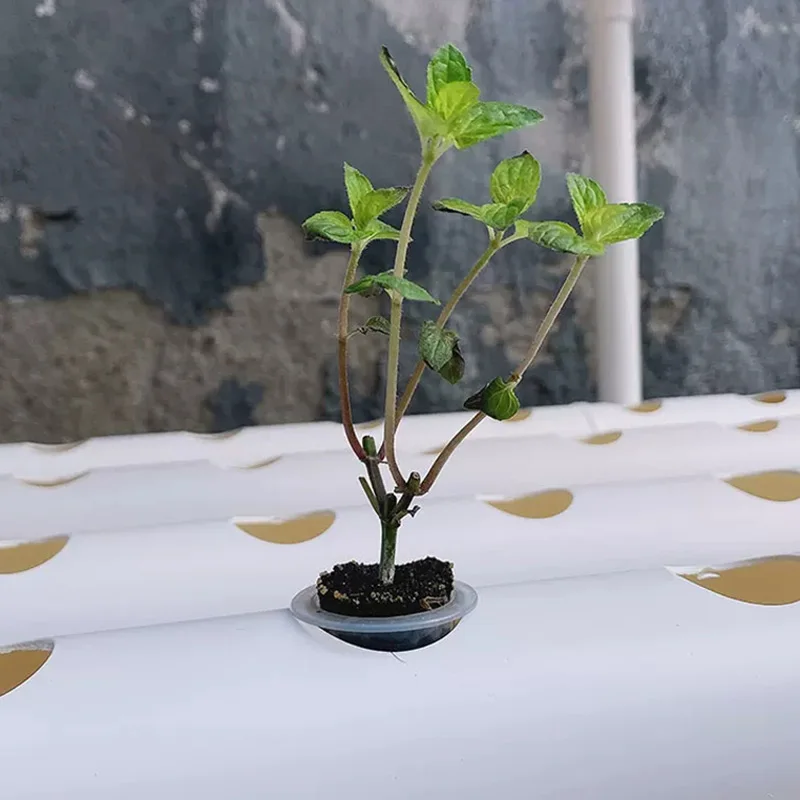 Set voor een systeem voor groe - Hydroponic Kit recensie en prijs