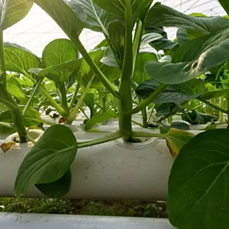 Set voor een bodemloos kweeksy - Hydroponic Kit recensie en prijs